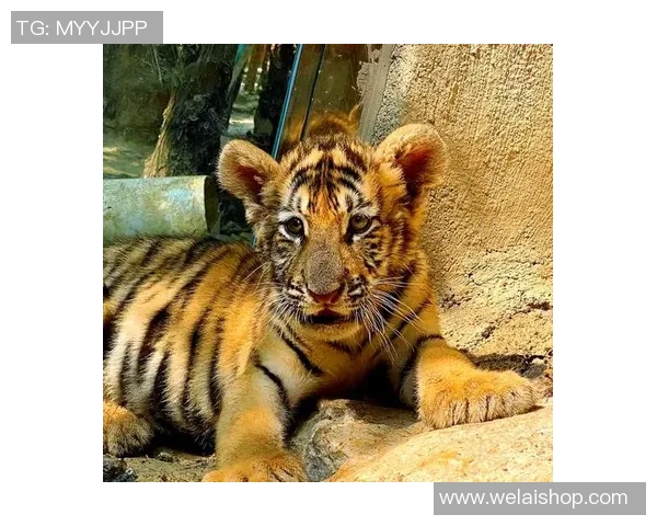 足球明星与宠物老虎的奇妙生活揭秘，探寻他们的深厚情谊与共同冒险