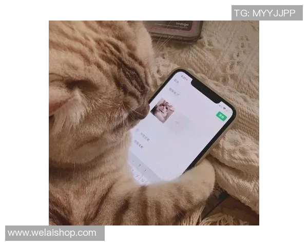 高清足球明星猫咪头像合集让你爱不释手的可爱选择